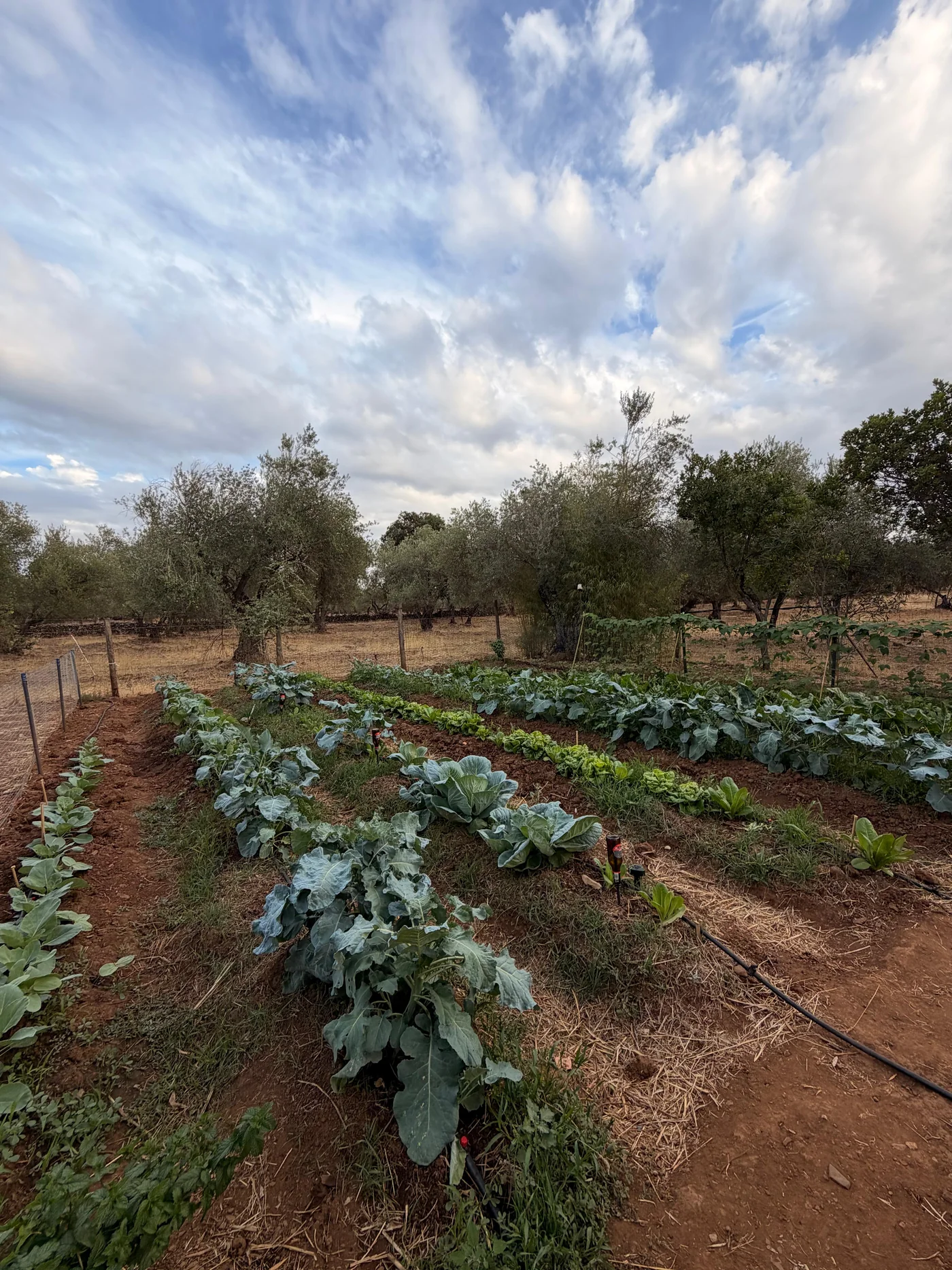 Hileras de hortalizas creciendo en el huerto de la granja