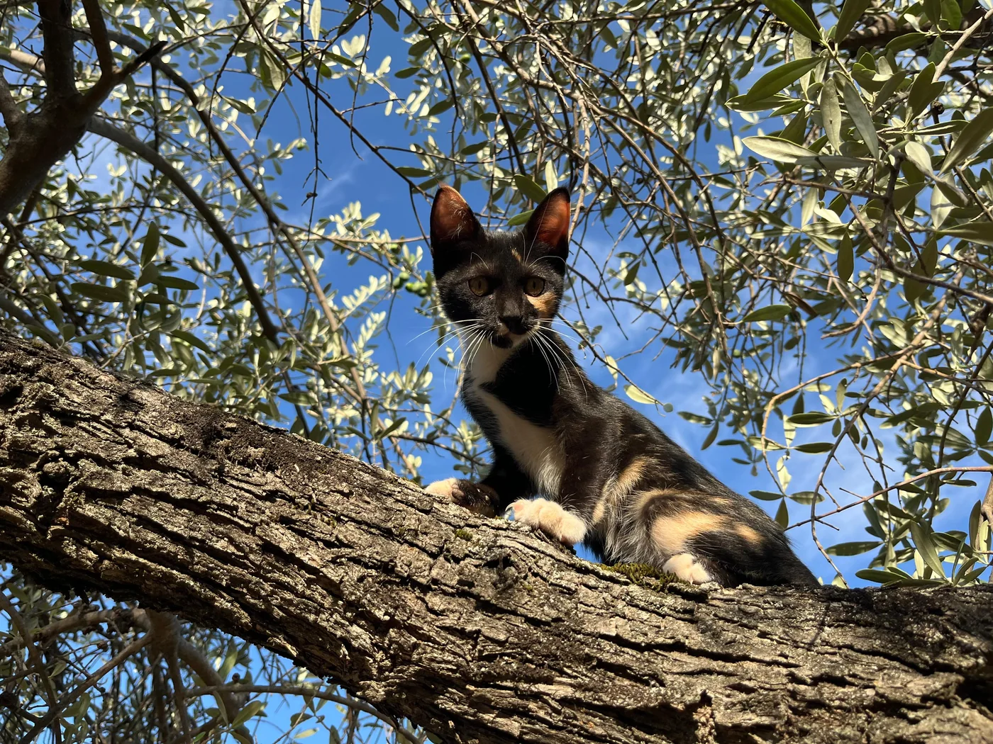 Siena subida a una rama de olivo